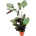 Produktbild: Exotenherz XXL-Schattenpflanze mit Ausgefallenem Blattmuster Calathea Ornata 19cm Topf ca. 70-90cm Hoch