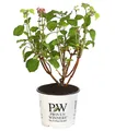 Produktbild: Dehner Zierstrauch Schneeball-Hortensie Pink Annabelle®, pink-farbene Blüten, reichblühende Blütenpompons