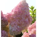 Produktbild: Hochstamm Rispenhortensie Sunday Fraise 100-125cm - Hydrangea paniculata