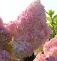 Produktbild: Hochstamm Rispenhortensie Sunday Fraise® 100-125cm - Hydrangea paniculata