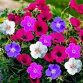 Produktbild: Winterharte Geranien Stauden Kollektion - 10 Wurzeln/Zwiebeln - Mix von 5 Sorten für Garten - 2 von jeder Farbe - Pflanzen aus Holland (kein Samen) - Weiß-Rot-Rosa-Violett Hybriden