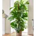 Produktbild: BALDUR Garten 1x Monstera - Fensterblatt ca. 60-70 cm hoch, Pflanze im 19 cm-Topf, Luftreinigende Zimmerpflanze Pflegeleichte Zimmerpflanze auch f...
