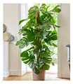 Produktbild: BALDUR Garten Monstera - Fensterblatt ca. 60-70 cm hoch, 1 Pflanze, Luftreinigende Zimmerpflanze Pflegeleichte Zimmerpflanze auch für dunklere Standorte, mehrjährig - frostfrei halten