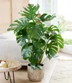 Produktbild: BALDUR Garten Zimmerpflanze Monstera - Fensterblatt ca. 60-70 cm hoch, im 19 cm Topf, 1 St., Zierpflanze, pflegeleicht
