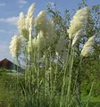 Produktbild: Pampasgras weiße Wedel - Cortaderia selloana - lebende Gartenpflanze aus den Baumschulen