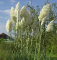 Produktbild: Pampasgras weiße Wedel - Cortaderia selloana
