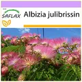 Produktbild: SAFLAX - Schlafbaum - 50 Samen - Albizia julibrissin