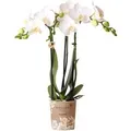 Produktbild: Kolibri Orchids Weiße Phalaenopsis Orchidee Amabilis Topfgröße 9cm