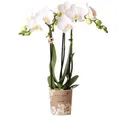 Produktbild: Exotenherz Zimmerpflanze Weiße Phalaenopsis-Orchidee Amabilis Topfgröße 9cm