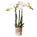 Produktbild: Phalaenopsis Orchidee Weiß Amabilis Ø 9 cm Blühende Zimmerpflanze