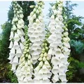 Produktbild: Digitalis Purpurea Alba Fingerhut Ca. 9x9 cm Topf