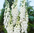Produktbild: Pflanzen für Dich Staude Digitalis purpurea Alba, 1 St., Fingerhut, Weißer Fingerhut