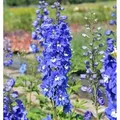 Produktbild: Rittersporn Blue Bird - Delphinium pacific