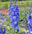 Produktbild: Rittersporn Blue Bird - Delphinium pacific