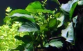 Produktbild: Aquarium Pflanze Anubias barteri var barteri Wasserpflanzen AquaOne Topf Nr.301A