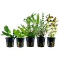Produktbild: AquaOne Aquarium Pflanzen I 5X Wasserpflanzen I Einsteiger Aquarienpflanzen I Anubias Hydrocotyle Hygrophila Bacopa I Set mit 5 Aquariumpflanzen