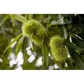 Produktbild: Castanea Sativa Esskastanie 125–150 cm
