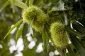 Produktbild: Esskastanie 125-150 cm Topf Castanea sativa Obstbaum winterhart | Aufrecht, ausladender Wuchs, weiße Blüte Juni bis Juli, sonnig bis halbschattig, Obstbaum für Garten, winterhart bis -23 °C
