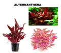 Produktbild: Alternanthera Reineckii Aquarium Pflanze im Topf groß, bunt, Rosa + 3 Mooskugeln