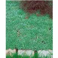 Produktbild: Antennaria Dioica Var.Borealis Katzenpfötchen Ca. 9x9 cm Topf