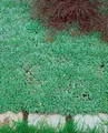 Produktbild: Pflanzen für Dich Staude Antennaria dioica borealis, 1 St., Katzenpfötchen, Berg-Katzenpfötchen