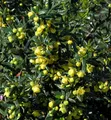 Produktbild: Immergrüne Kissenberberitze Jytte 20-25cm - Berberis candidula