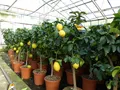 Produktbild: Grünwaren: echter Zitronenbaum 70 - 100 cm Zitrone Citrus Limon Zitruspflanze
