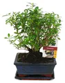 Produktbild: Bonsai – Serissa – Juni-Schnee – Kugelform – Alter ca. 6 Jahre