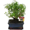 Produktbild: Exotenherz Bonsai Serissa Junischnee Kugeform ca. 6 Jahre