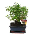 Produktbild: Bonsai - Bonsai - Serissa - Junischnee - Kugel-Form - ca. 6 Jahre