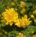 Produktbild: Ranunkelstrauch 60-80cm - Kerria japonica