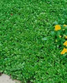 Produktbild: Pflanzen für Dich Staude Sedum hybridum Immergrünchen, 1 St., Immergrünchen, Fetthenne