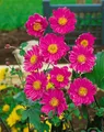 Produktbild: Anemone japonica 'Pamina' 9x9 cm Topf – Winterhart, Mehrjährig, Pflegeleicht – Herbst-Anemone – Staude für Beet & Halbschatten