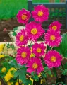 Produktbild: Pflanzen für Dich Staude Anemone japonica Pamina, 1 St., Japanische Herbstanemone, Herbstanemone
