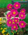 Produktbild: Anemone japonica 'Pamina', Herbst-Anemone, rosa, ca. 9x9 cm Topf