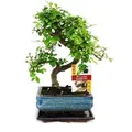 Produktbild: Exotenherz Bonsai Chinesische Ulme Ulmus Parviflora ca. 6 Jahre