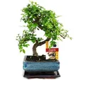 Produktbild: Bonsai Chinesische Ulme - Ulmus parviflora - ca. 6 Jahre - Grün