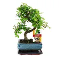 Produktbild: Bonsai Chinesische Ulme - Ulmus parviflora - ca. 6 Jahre