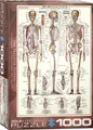 Produktbild: Eurographics 6000-3970 The Skeletal System Skelett Puzzle, bunt, Einheitsgröße