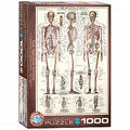 Produktbild: eurographics Puzzle - Das Skelett - 1000 Teile 300992