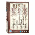 Produktbild: Eurographics Puzzle Das Skelett, Anatomie, 1000 Teile, 68 x 48 cm, 6000-3970