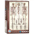 Produktbild: Puzzle - Das Skelett - 1000 Teile