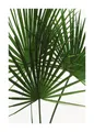 Produktbild: Komar Bild Palmtree Leaves, Pflanzen (1 St), Wandbild zur Dekoration - ohne Rahmen