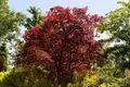 Produktbild: Pflanzen für Dich Gehölze Acer palmatum Beni maiko, 1 St., Japanischer Ahorn, Fächerahorn