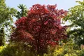 Produktbild: Acer palmatum 'Beni maiko', Japanischer Ahorn, leuchtend rot, 60–80 cm
