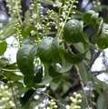 Produktbild: Kirschlorbeer Cameliifolia 40-60cm - Prunus laurocerasus