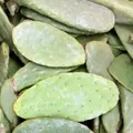 Produktbild: Angebot: 1 Kiste (10 kg) Feigenkaktus Opuntien als Futterpflanze Opuntia ficus Indica 100% Organic