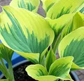Produktbild: Funkie Liberty - Hosta cultorum