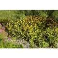 Produktbild: Rudbeckia Triloba Dreilappiger Sonnenhut Ca. 9x9 cm Topf