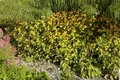 Produktbild: Rudbeckia triloba, Dreilappiger Sonnenhut, gelb, ca. 9x9 cm Topf
